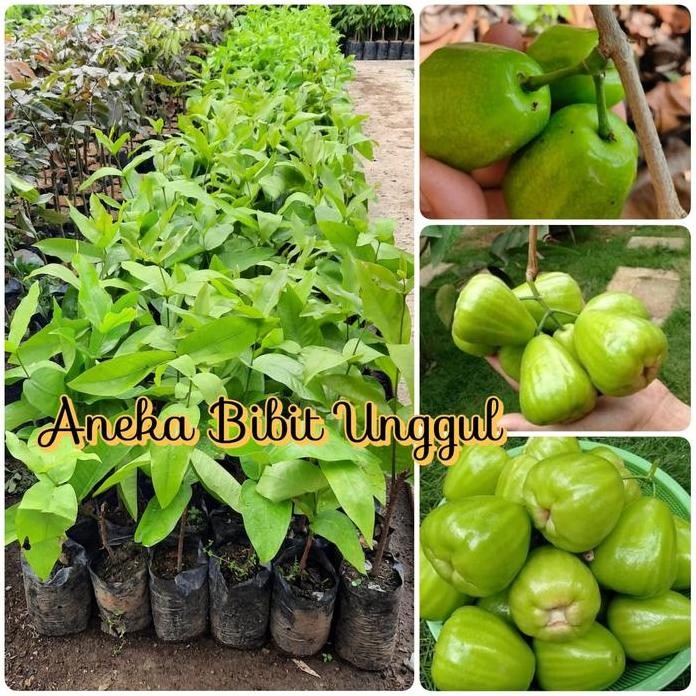 

Terlaris Bibit Jambu Kiojok Jambu Khiojok Aneka Bibit Unggul Nirwana