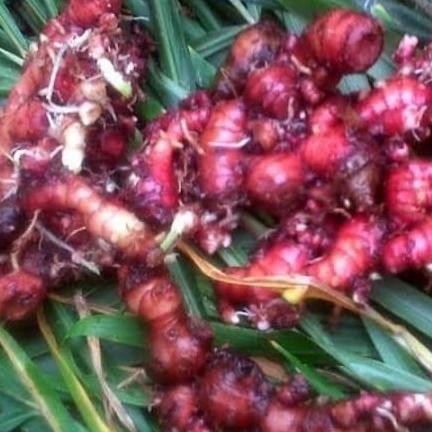 

Terlaris Bibit Jahe Merah Unggul Dan Berkuwalitas Siap Tanam.