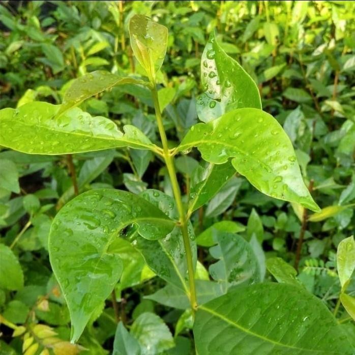 

Terlaris Bibit Tanaman / Pohon Daun Salam Sayur / Bumbu Masak Murah Berkualitas