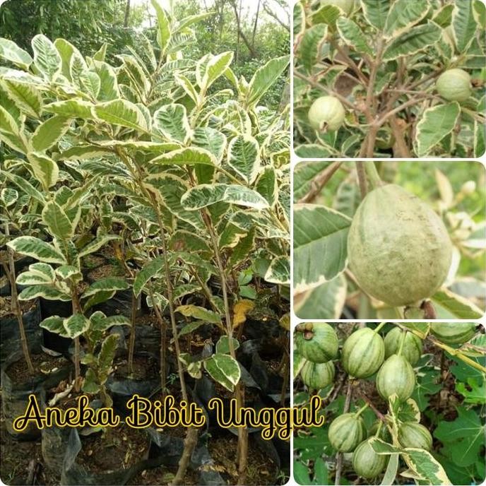 

Terlaris Bibit Jambu Kristal Varigata Jambu Biji Variegata Aneka Bibit Unggul N