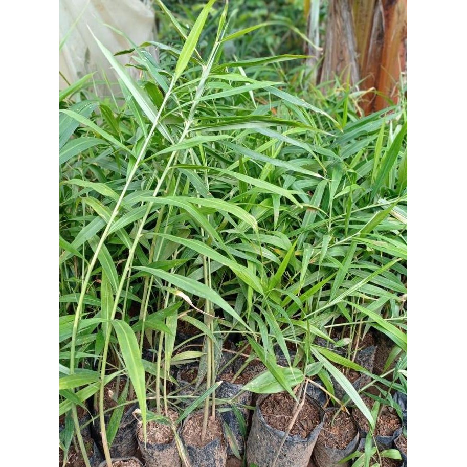 

Terlaris Bibit Tanaman Jahe Merah Kualitas Unggul Harga Grosir