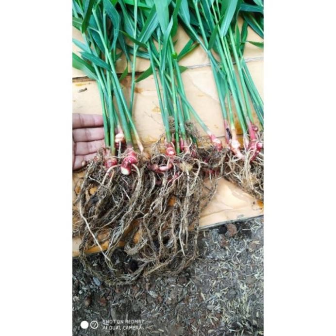 Terlaris Satu Paket Isi 8 Bibit Jahe Merah Super Unggul Ccbsvf 2411Sr