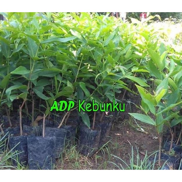 

Terlaris Bibit Tanaman Buah Jambu Air Bajang Leang
