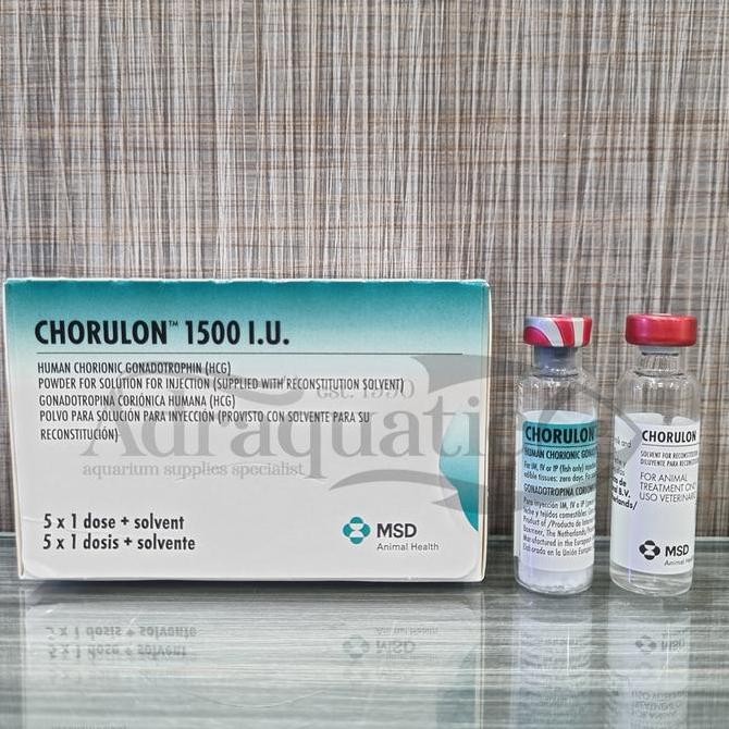 Produk Baru 1 PASANG CHORULON 1500 IU HCG HORMON IKAN PEMIJAHAN GONADOTROPIN OBAT