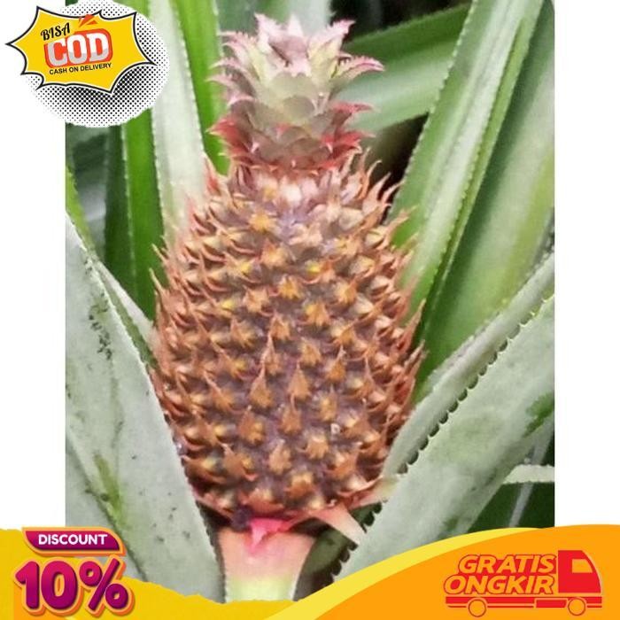 

Promo 4Buah Nanas Muda Orderan Masuk Baru Petik Langsung Kupas