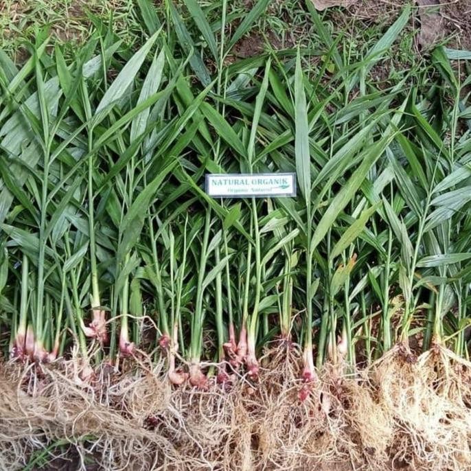 

Terlaris Bibit Jahe Merah Super Unggul Siap Tanam ( Satuan ) Terlaris & Murah