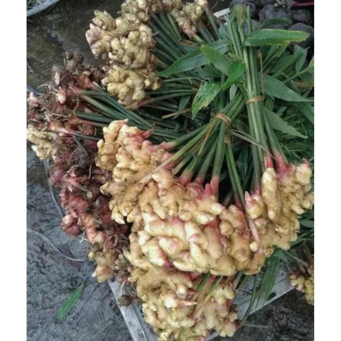 

Terlaris Terlaris Dan Terbaik Bibit Jahe Emprit