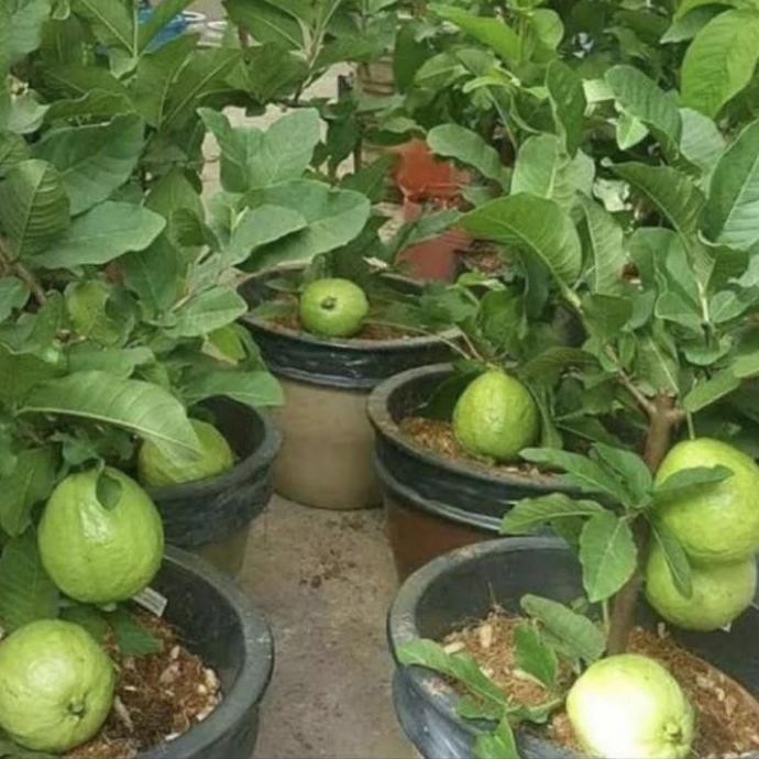 

Terlaris Terlaris Bibit Pohon Jambu Kristal Berbuah/Pohon Jambu Kristal