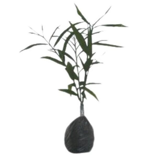 

Terlaris Best Seller Jual Bibit Tanaman Jahe Emprit Organik Tinggi 30Cm
