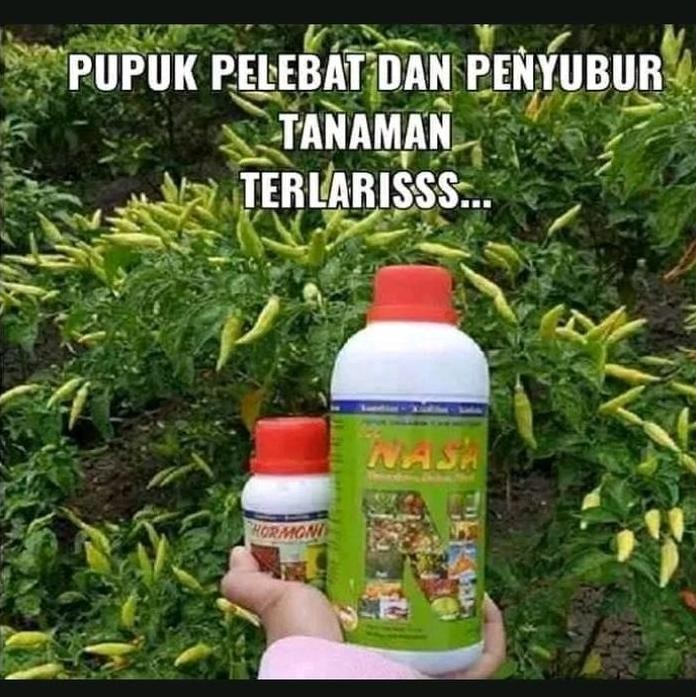 

Terlaris Pupuk Buah Buahan Cepat Berbuah/ Pupuk Perangsang Bunga/Pupuk Pelebat Buah/Pupuk Nasa/Pocnasa/Hormonik/ Pelebat Buah Cabe/Pupuk Tanaman Buah Organik/Poc Nasa Hormonik/Paket Poc Nasa/ Pupuk Tanaman Hidroponik/Pupuk Tanaman Hias