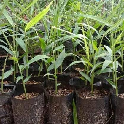

Terlaris Jual Bibit Jahe Merah/Apotik Hidup/Tanaman Murah Eeee