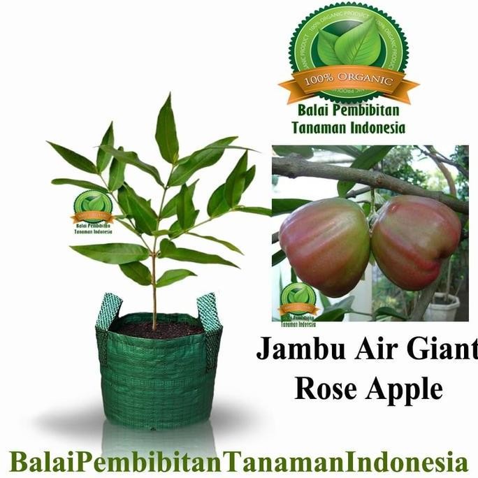 

Terlaris Bibit Jambu Air Giant Rose Apple