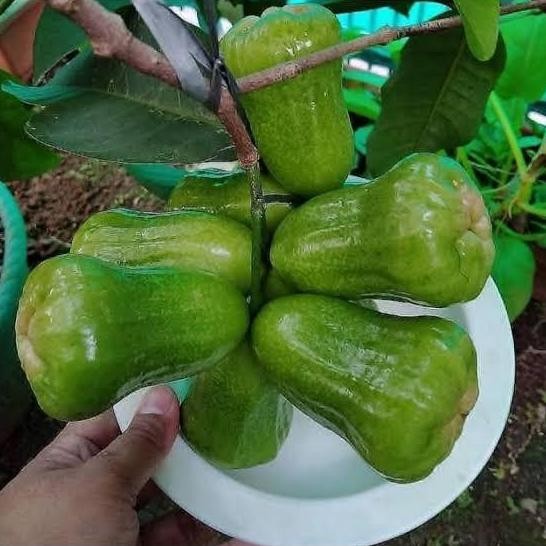 

Terlaris Bibit Jambu Air Kiojok Super Manis Valid