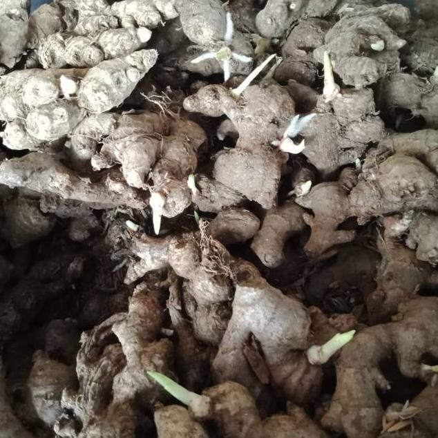 

Terlaris Bibit Jahe Emprit Bertunas 1 Kg