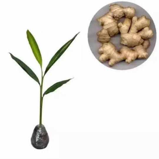 

Terlaris Bibit Jahe Emprit-Putih Unggul