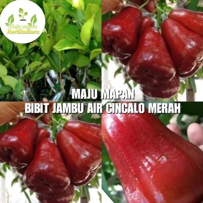 

Terlaris Bibit Jambu Cincalo Unggul