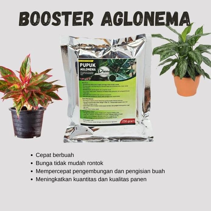 

Terlaris Pupuk Booster Aglaonema / Aglonema Organik