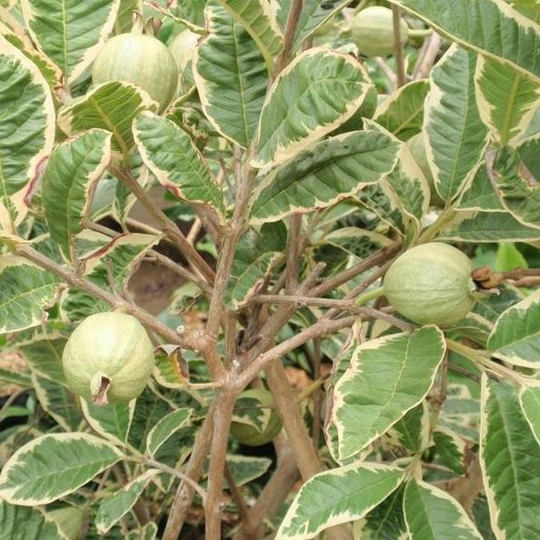 

Terlaris Bibit Buah Jambu Biji Variegata - Tinggi 50Cm