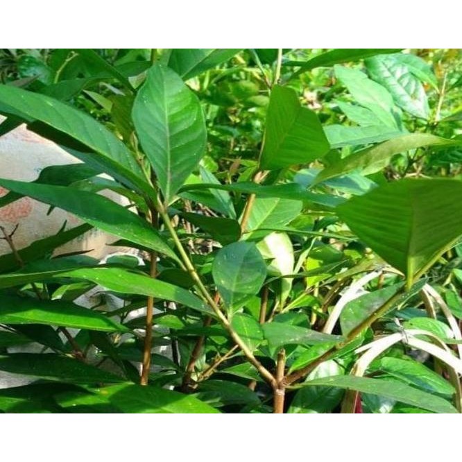 

Terlaris Promo Bibit Tanaman Salam Daun Salam Bumbu