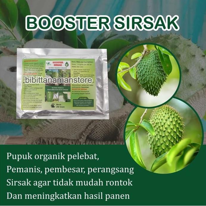 

Terlaris Pupuk Organik Pelebat Buah Dan Booster Sirsak Cepat Berbuah Lebat
