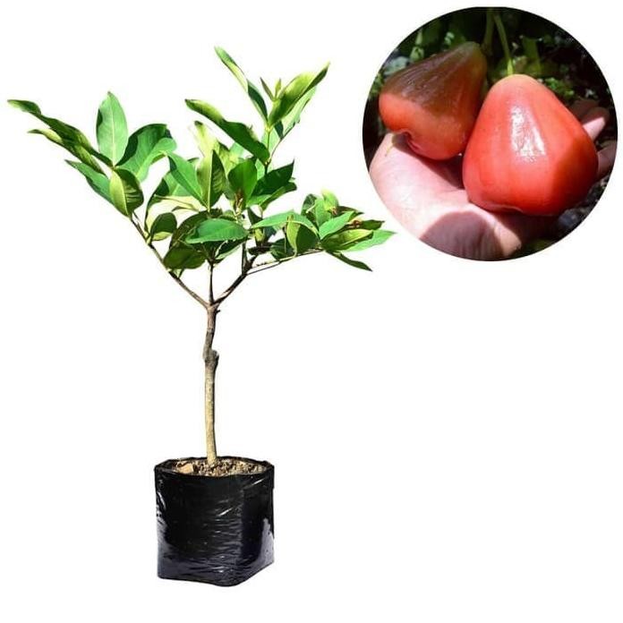 

Terlaris Bibit Jambu Air Bajang Leang