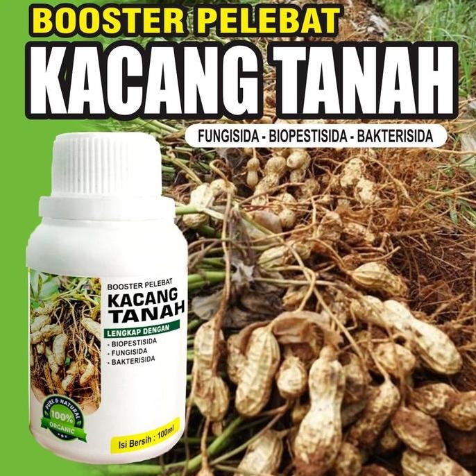 

Terlaris Pupuk Booster Kacang Tanah Pelebat Organik Cepat Berbuah Lebat 100Ml Murni Fermentasi Organik