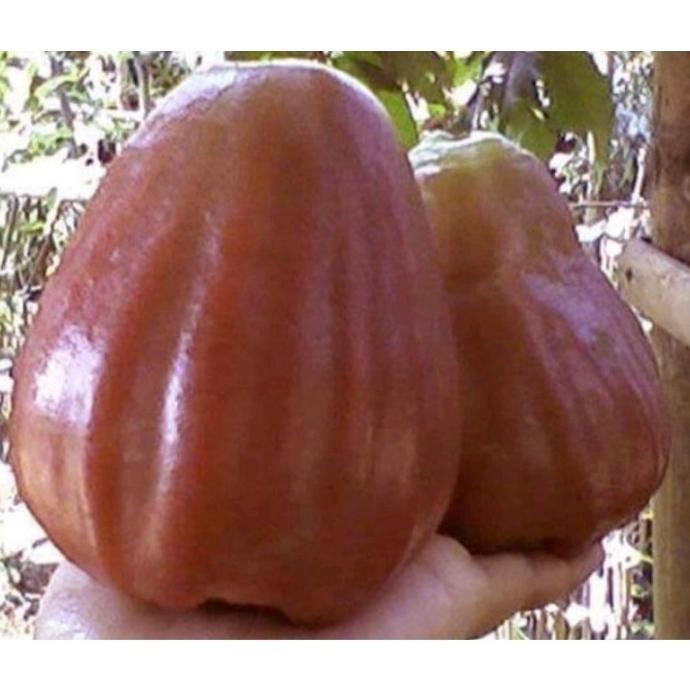 

Terlaris Bibit Jambu Air King Rose Kingros Merah Hasil Cangkok Cepat Berbuah