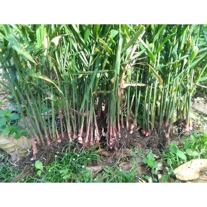 

Terlaris Paket 50 Bibit Jahe Merah Berat (500 Gram) Raymho 6689Nn