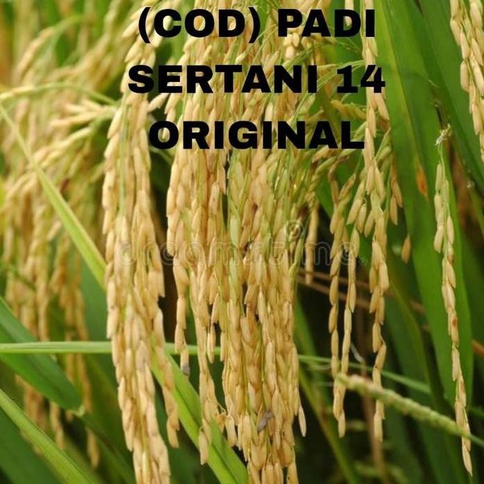 

Terlaris Benih Padi Sertani 14 Benih Padi Original 1Kilo
