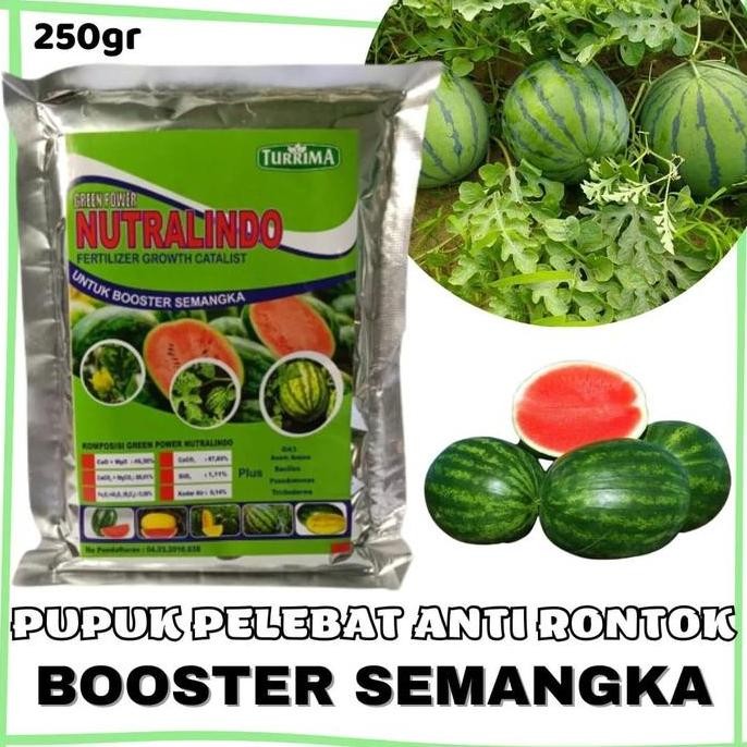 

Terlaris Pupuk Organik Booster Pelebat Buah Semangka