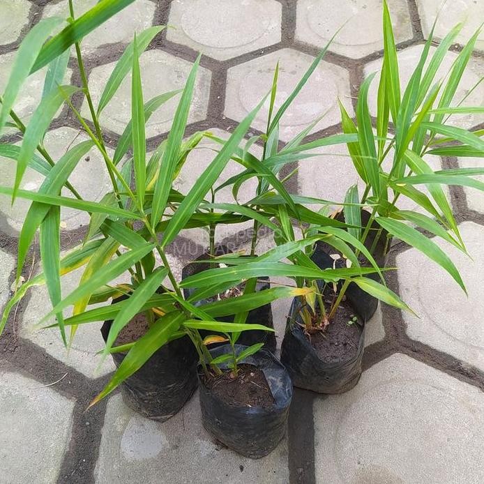 

Terlaris Bibit Tanaman Jahe Merah Herbal