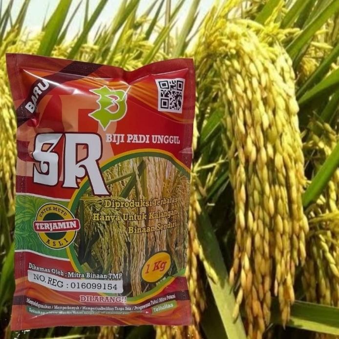 

Terlaris Padi Unggul Sr Super Genjah Terbaru / Biji Padi Unggul Sr
