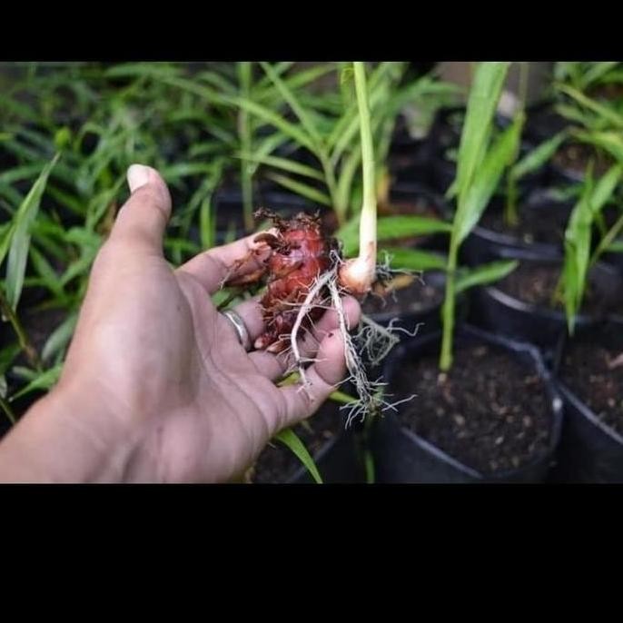 

Terlaris Bibit Jahe Merah Super - Pohon Jahe - Jahe Merah