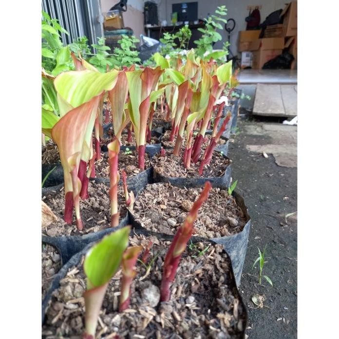 

Terlaris Bibit Jahe Hitam Bertunas 50Gram Kiylpa 9546Nz