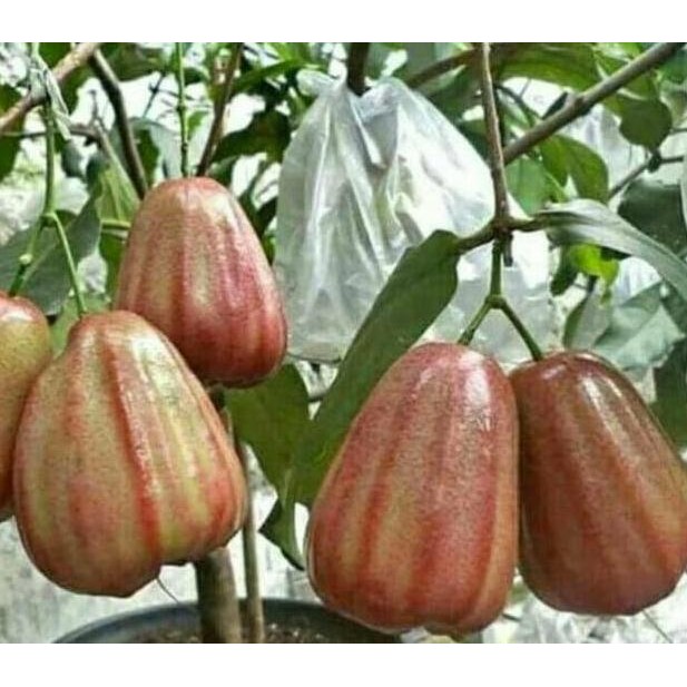 

Terlaris Bibit Jambu Air Dalhari Okulasi Cepat Berbuah