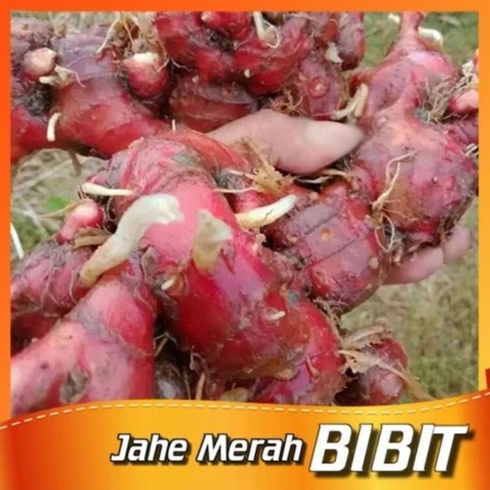 

Terlaris Bibit Jahe Merah 500Gr Sudah Tumbuh Tunas Xmekek 9875Hi