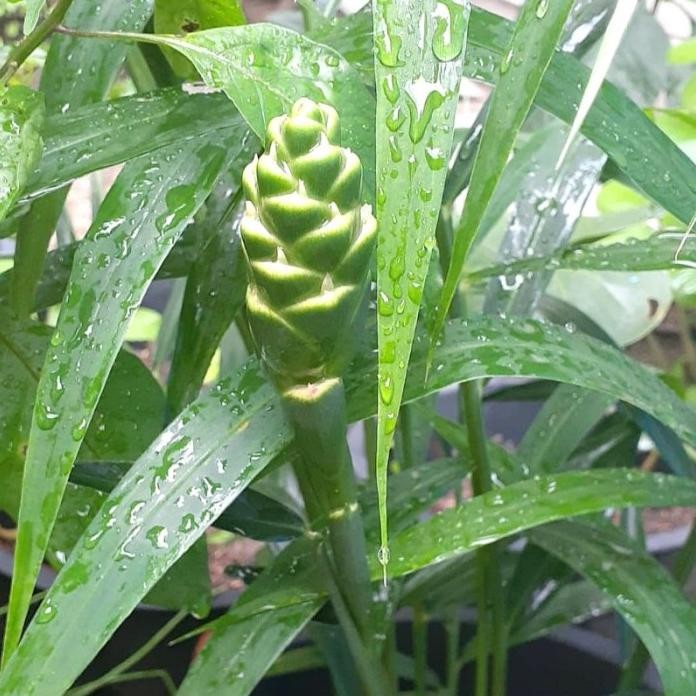 

Terlaris Tanaman Jahe Putih/Bibit Tanaman Jahe Emprit Ruwdpe 9646Cp