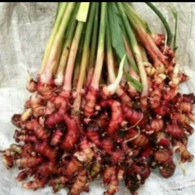 

Terlaris Bibit Jahe Merah Segar