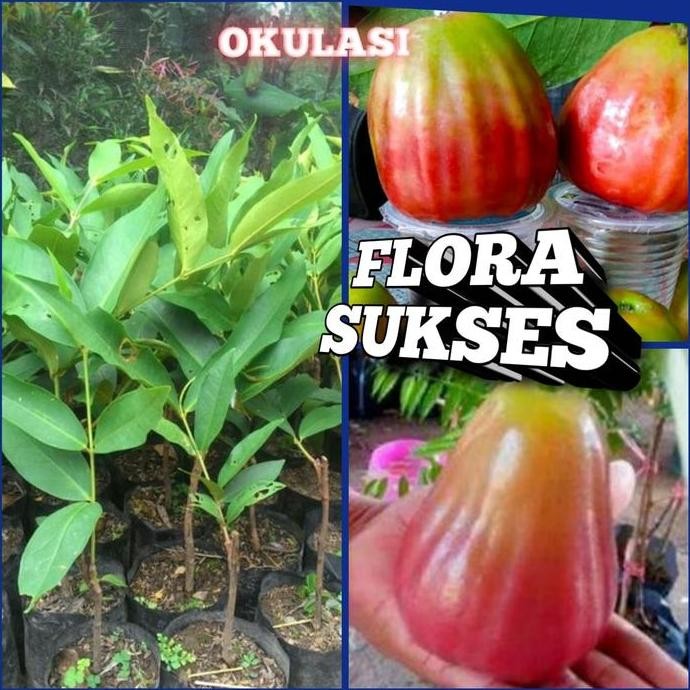 

Terlaris Bibit Tanaman Jambu Bajang Leang Okulasi Bibit Jambu Bajangleang