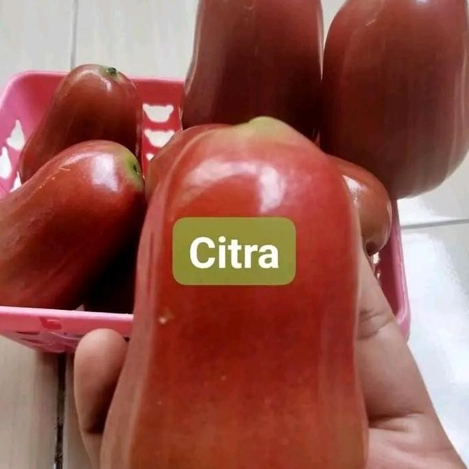 

Terlaris Bibit Jambu Air Citra Super Genjah