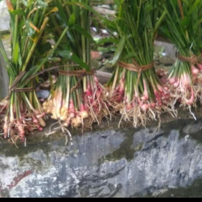 

Terlaris Promo Bibit Tanaman Herbal Jahe Merah - Herbal Alami