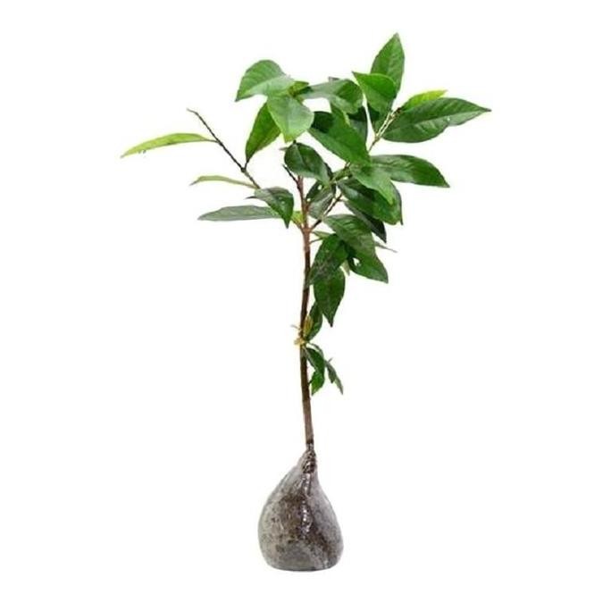 

Terlaris Bibit Tanaman Pohon Salam Bibit Salam Tumbuhan Pohon Hidup Daun Salam