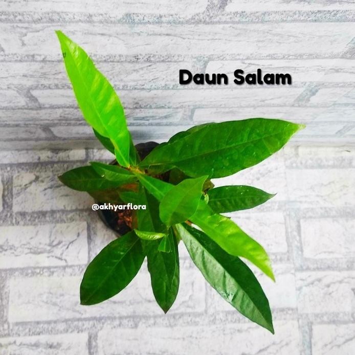 

Terlaris S1Ni! Tanaman Daun Salam Bibit Daun Salam Pohon Salam Bumbu Masak