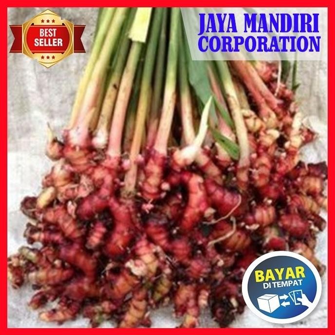 

Terlaris Bibit Tanaman Herbal Jahe Merah - Herbal Alami