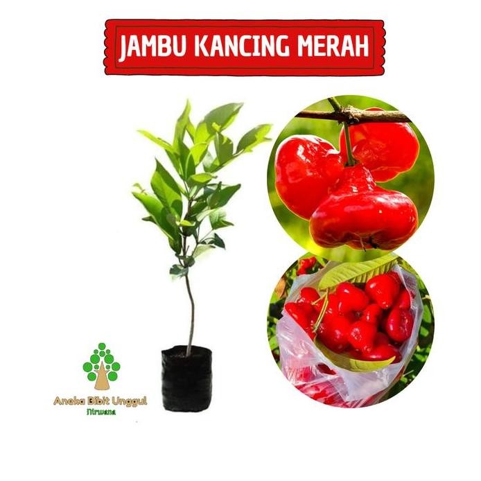 

Terlaris Bibit Jambu Air Kancing Merah Aneka Bibit Unggul
