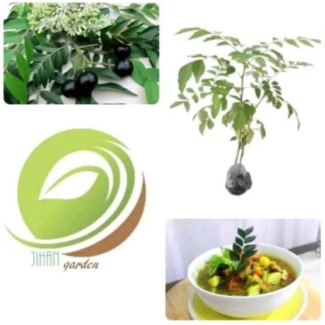 

Terlaris Bibit Pohon Tanaman Daun Salam Koja Super Mmmm