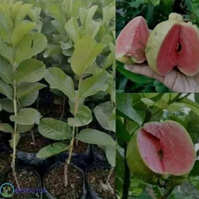 

Terlaris Bibit Jambu Kristal Merah Tanpa Biji