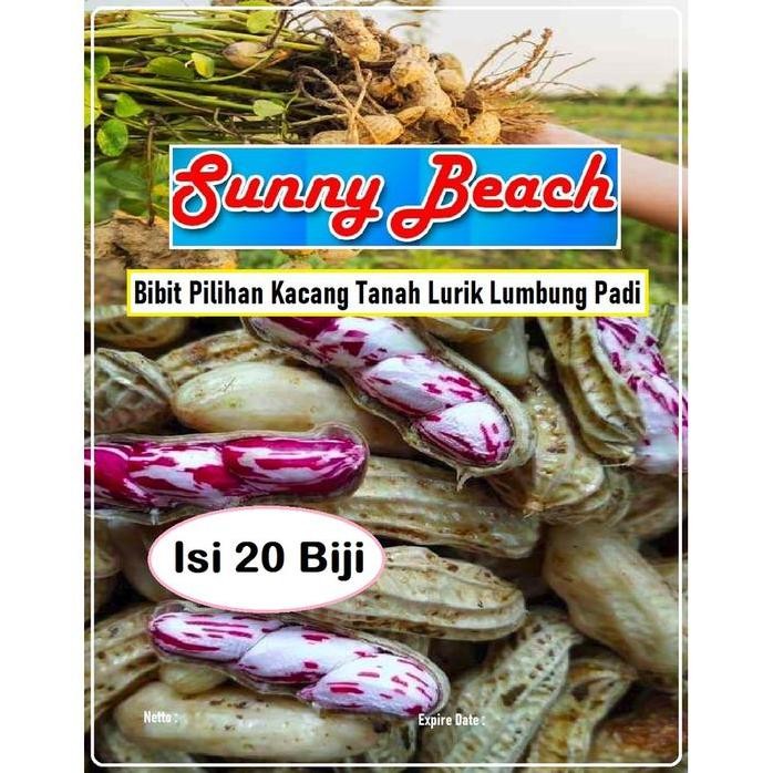 

Terlaris Bibit Pilihan Kacang Tanah Lurik Lumbung Padi | Biji Benih Kacang Tanah Batik Lumbung Padi