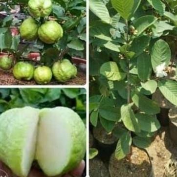 

Terlaris Bibit Tanaman Jambu Kristal Putih Harga Petan8