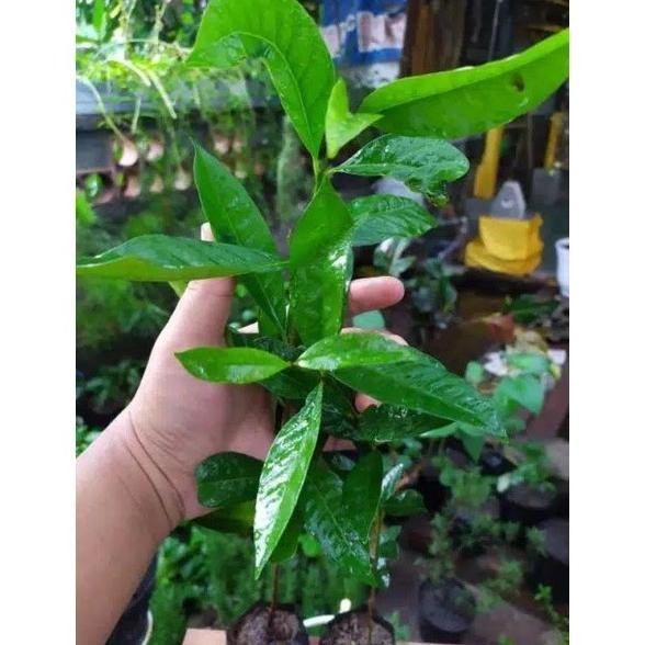

Terlaris Paket Enam Bibit Pohon Daun Salam/Bibit Rempah Daun Salam Super Mmmm